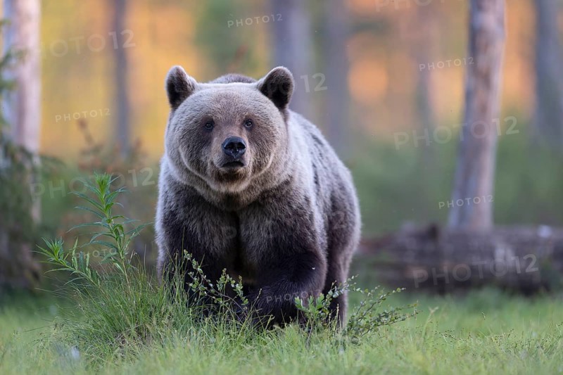 Brown bear (Ursus arctos) in the Finnish taiga, Kuusamo, Finland, Europe