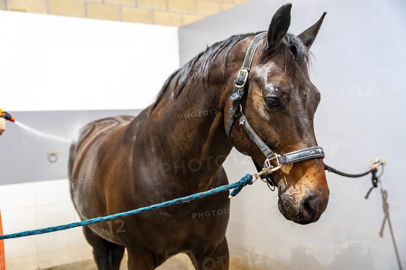 Horse tied with ropes on the wall while receiving a shower in a rehabilitation center