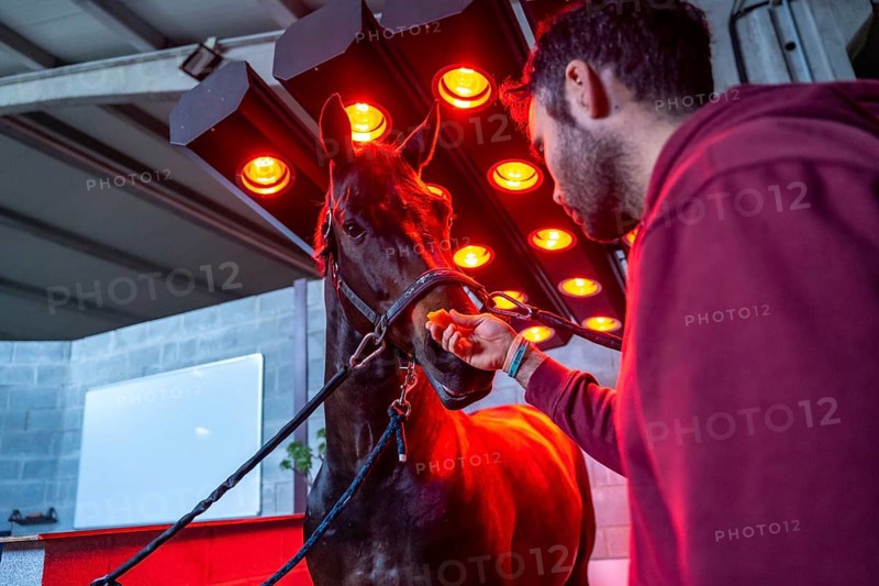 Horse drying under the lights of an equestrian solarium and a man petting it
