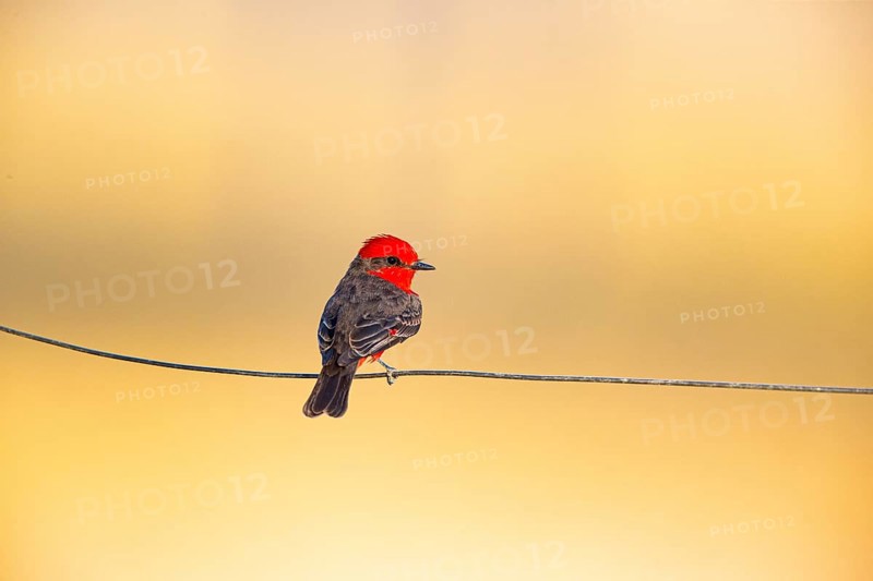 Vermilion flycatcher (Pyrocephalus rubinus) Pantanal Brazil