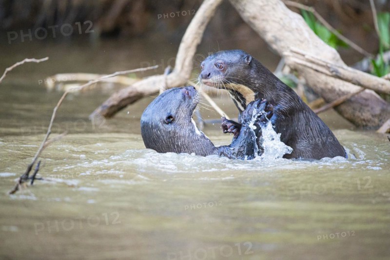 Giant otter (Pteronura brasiliensis) Pantanal Brazil