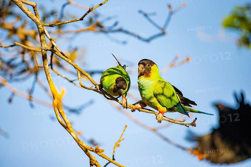 Nanday parakeet (Aratinga nanday) Pantanal Brazil