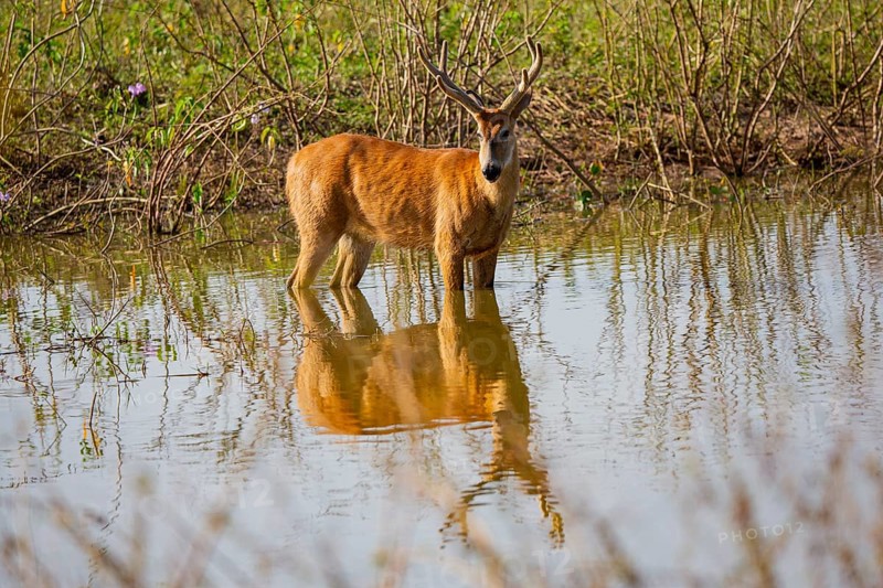 Marsh deer (Blastocerus dichotomous) Pantanal Brazil