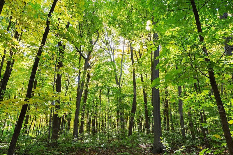 Mixed forest of tall backlighted Acer - Maple, Betula - Birch trees with abundant green, yellowish leaves and sunburst in autumn, Quebec, Canada, North America