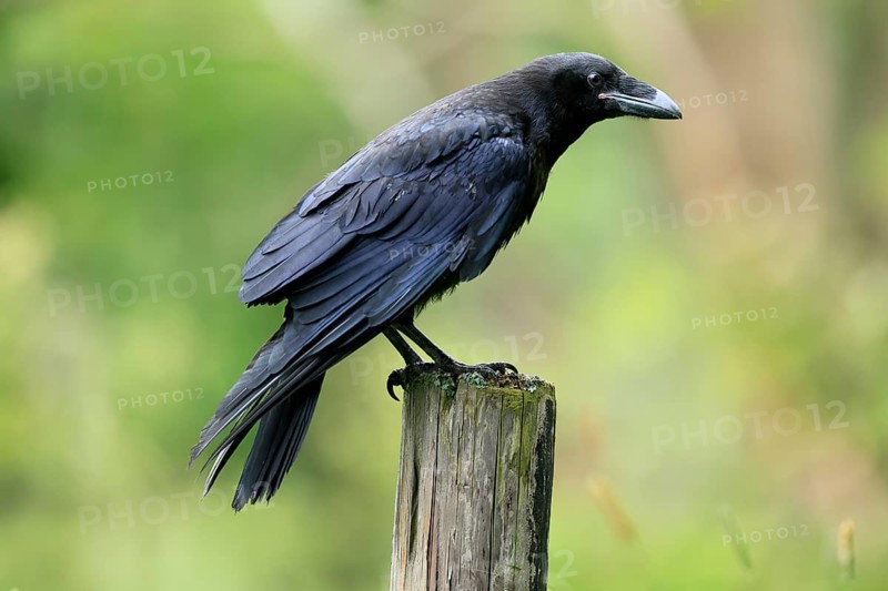 Raven (Corvus corax), adult, in summer, perch, vigilant, Šumava, Czech Republic, Europe