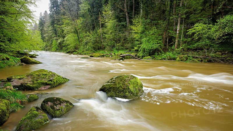 European beech trees shedding leaves, in the foreground moss-covered stones on the river Sihl, Sihlsprung, Menzingen, Canton Zug, Switzerland, Europe
