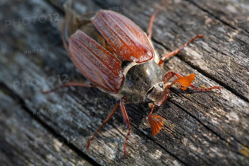 Close-up of cockchafer - fascinating details of a spring messenger