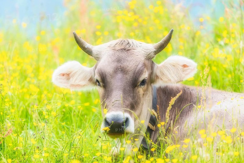 Allgäu Brown Swiss, (Bos primigenius taurus), Allgäu, Bavaria, Germany, Europe