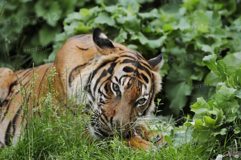 Sumatran tiger (Panthera tigris sumatrae), feeding, captive, occurring on Sumatra, Indonesia, Asia