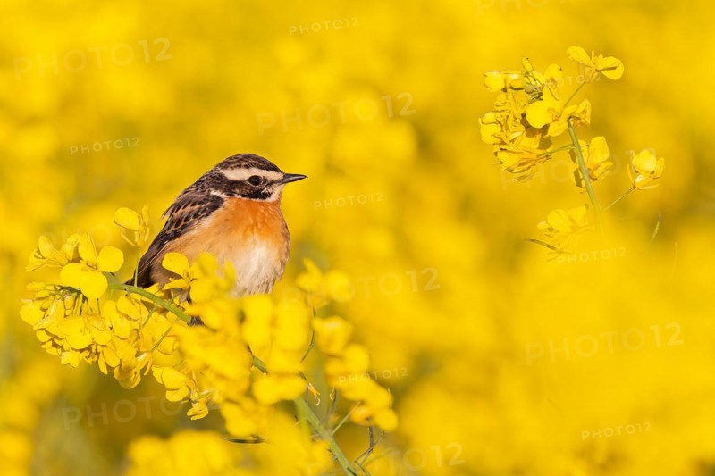 Whinchat (Saxicola rubetra) in flowering rape, yellow landscape, spring, foraging, Middle Elbe Biosphere Reserve, Saxony-Anhalt, Germany, Europe