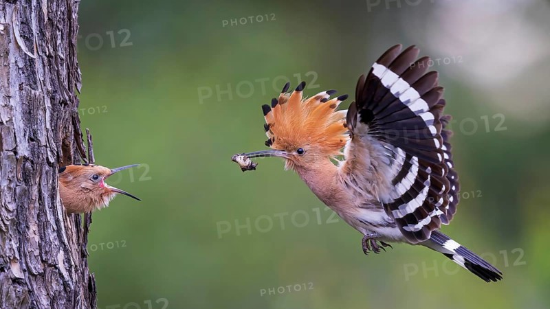 Hoopoe (Upupa epops) Bird of the Year 2022, with beetle larva as prey for the young bird in the breeding cavity, erected bonnet, sunrise, golden hour, backlight, flying, Middle Elbe Biosphere Reserve, Saxony-Anhalt, Germany, Europe