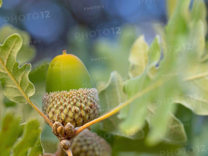 Cork oak (Quercus suber), acorn, Birdwatching Villuercas, Canamero, Extremadura / Caceres, Spain, Europe