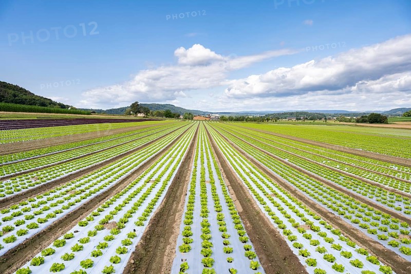 Young lettuce growing in a field, lettuce cultivation, vegetable cultivation, cultivation of lettuce seedlings, open-air cultivation with the use of plastic film that prevents the soil from drying out, accelerates growth, keeps weeds and pests away, Hegau, Baden-Württemberg, Germany, Europe