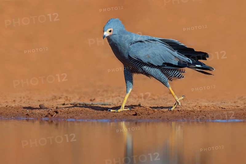 Cave harrier, Polyboroides typus), goshawk family, Morgan Kunda lodge / road to Kat, Jajari, North Bank, Gambia, Africa