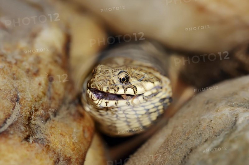 Dice snake (Natrix tessellata) with preyed fish, Provence, southern France