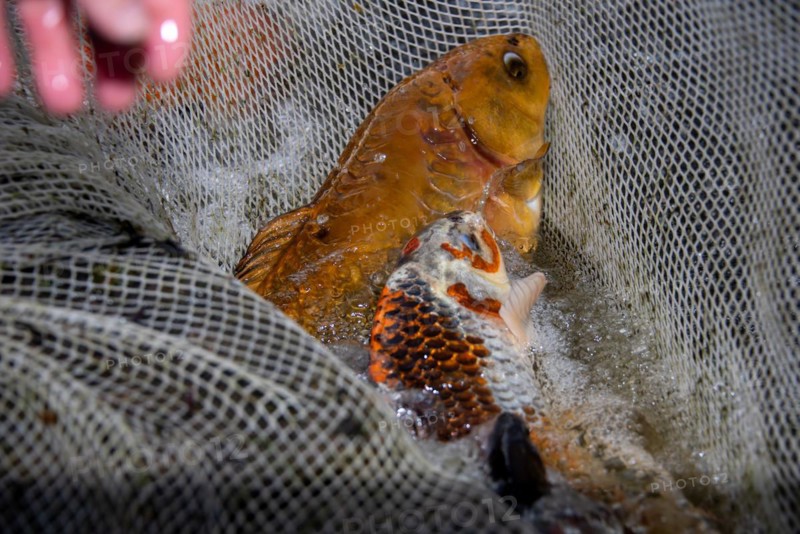 Large koi carp lying in a net, Germany, Europe