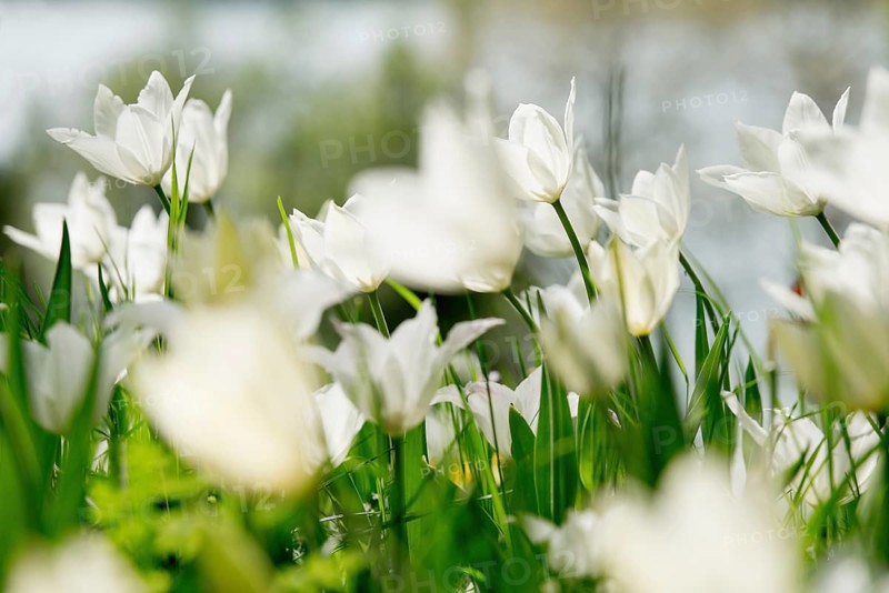 Flower meadow with tulips, Mainau Island, Lake Constance, Baden-Württemberg, Germany, Europe