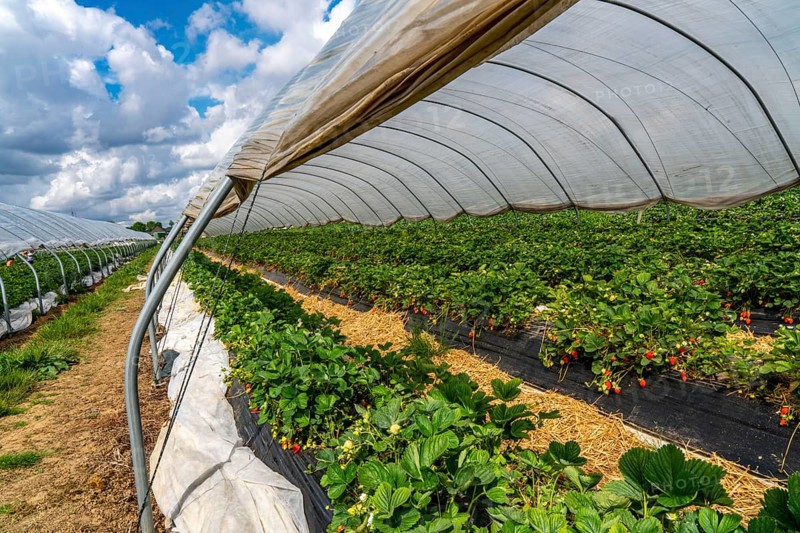 Harvest of strawberries, strawberry cultivation in the open, under a foil tunnel, young strawberry plants growing, in different stages of ripeness, near Dormagen, Rhineland, North Rhine-Westphalia, Germany, Europe