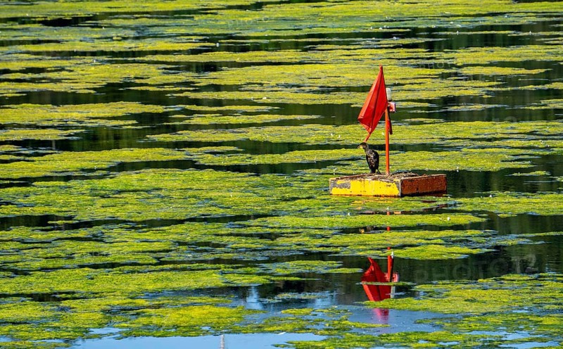 Waterweed, Elodea, an invasive species, green carpet of plants on Lake Baldeney in Essen, the fast-growing aquatic plant proliferates on large parts of the Ruhr reservoir, increased water temperatures accelerate growth, recreational boat traffic is severely impaired, Essen, North Rhine-Westphalia, Germany, Europe