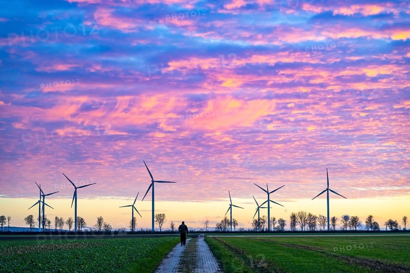 Wind farm near Holzweiler, town of Erkelenz, wind turbines, man walking his dog, North Rhine-Westphalia, Germany, Europe