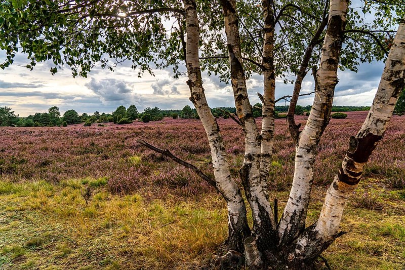 Flowering heath, heather and juniper bushes, near Wilseder Berg, in the Lüneburg Heath nature reserve, Lower Saxony, Germany, Europe