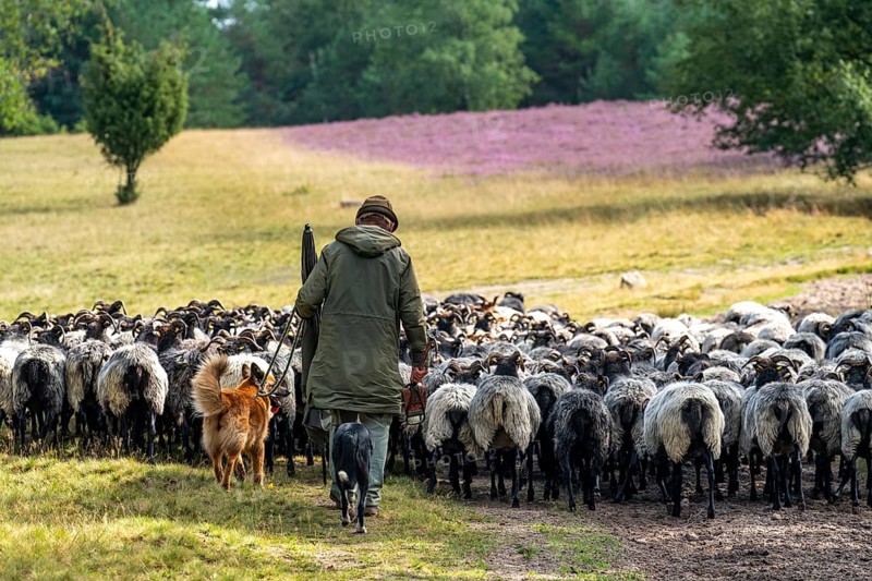 Heidschnucken herd, in the Höpener Heide, Schneverdingen, heather blossom of the broom heather, in the Lüneburg Heath nature reserve, Lower Saxony, Germany, Europe