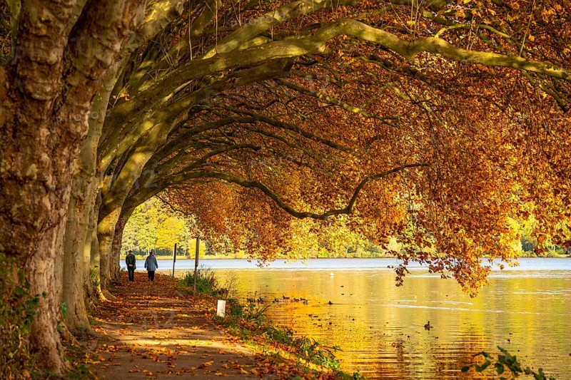 Platanen Allee, lakeside path on Lake Baldeney, near Haus Scheppen, in Essen, autumn, North Rhine-Westphalia, Germany, Europe