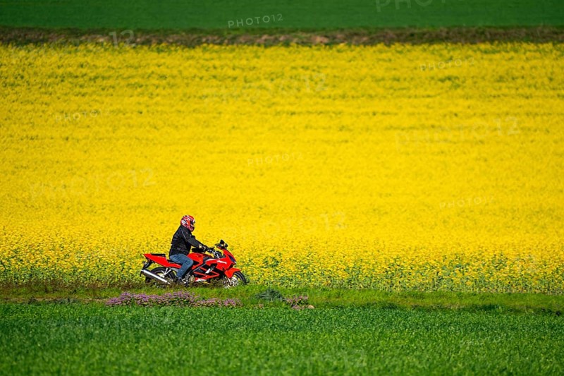 Country road by a flowering rape field, landscape near Mülheim an der Ruhr, Germany, Europe