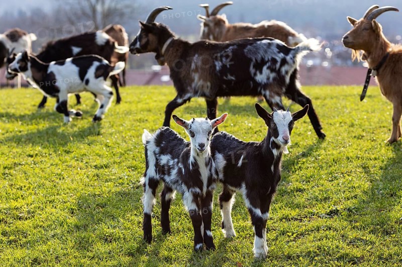 Herd of goats with young animals grazing on a green meadow, surrounded by natural idyll, Elbach