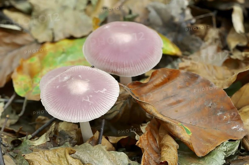 Lilac bonnet (Mycena pura), North Rhine-Westphalia, Germany, Europe
