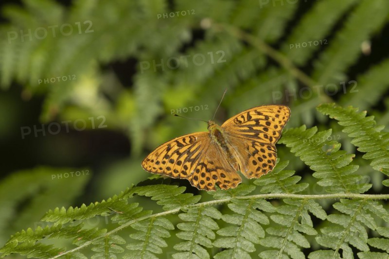 Silver-washed fritillary (Argynnis paphia) butterfly resting on a Bracken plant leaf in a woodland, Suffolk, England, United Kingdom, Europe