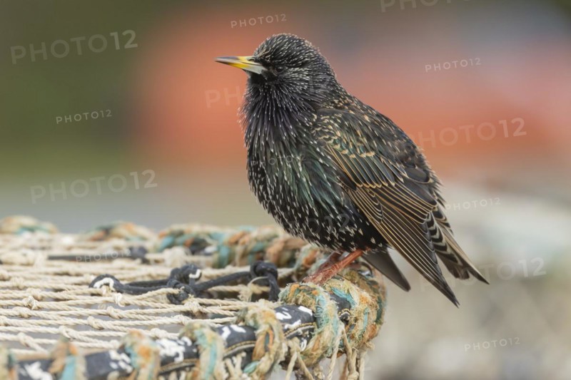 European starling (Sturnus vulgaris) adult bird singing on a lobster pot in a seaside harbour, England, United Kingdom, Europe