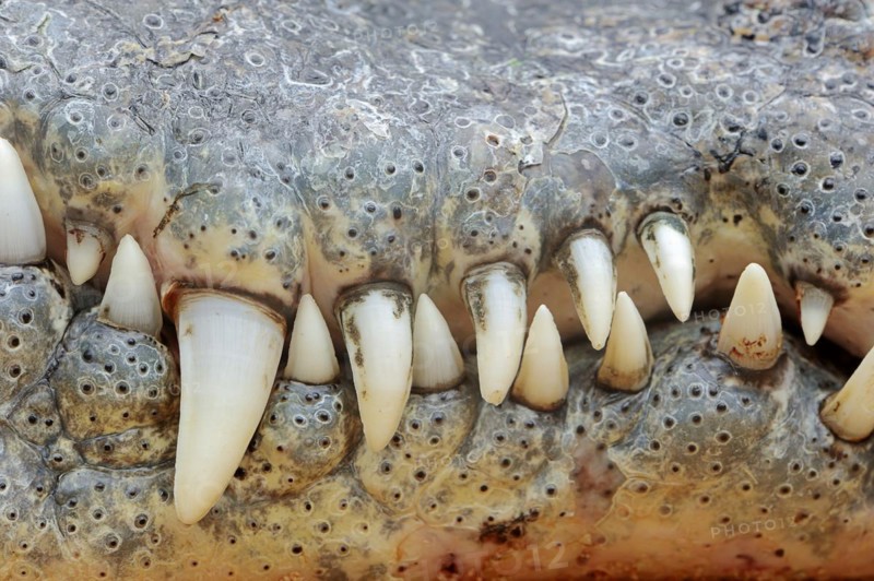 Nile crocodile (Crocodylus niloticus), teeth, captive, occurring in Africa