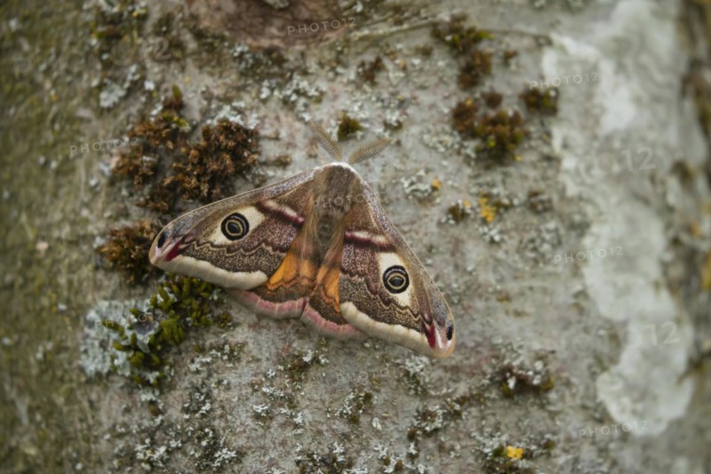 Emperor (Saturnia pavonia) moth resting on a tree trunk, Suffolk, England, United Kingdom, Europe