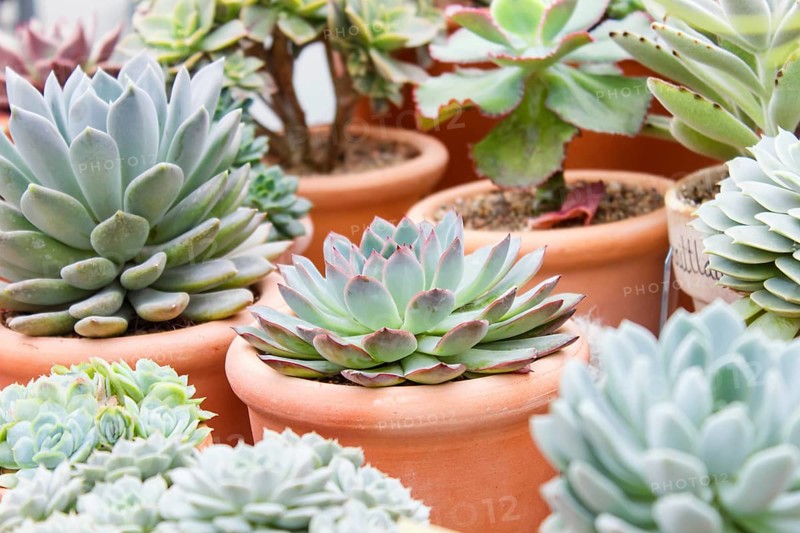 Various types of succulent in flower pots in the greenhouse. Closeup, selective focus