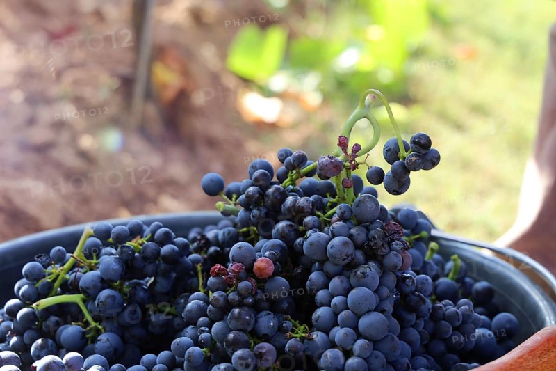 Grape grape harvest: Hand-picking Pinot Noir grapes in a vineyard in the Palatinate