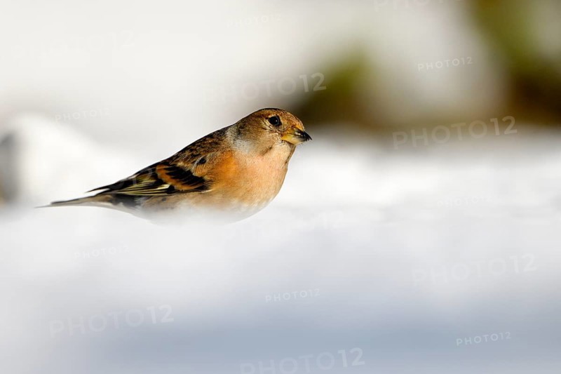 Brambling (Fringilla montifringilla), female, in the snow, winter feeding, Oberhausen, Ruhr area, North Rhine-Westphalia, Germany, Europe