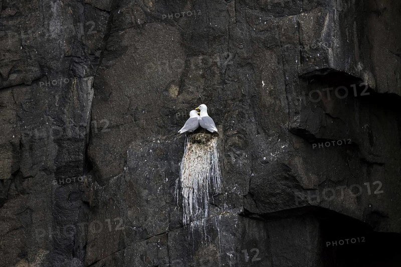 Black-legged kittiwakes (Rissa tridactyla) pair nesting on rock ledge in sea cliff at seabird colony in summer, Svalbard, Spitsbergen, Norway, Europe