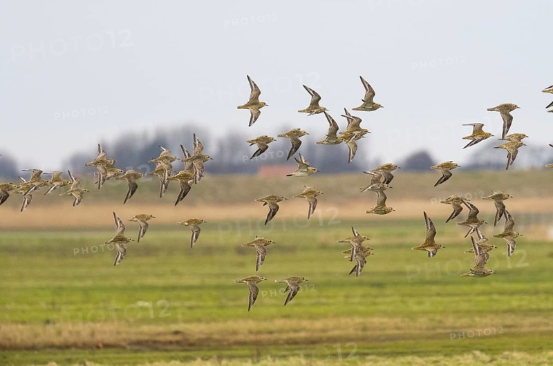 Eurasian Golden Plover (Pluvialis apricaria) flock in flight over a coastal marsh, migrating northwards in early springtime, island of Texel, Holland