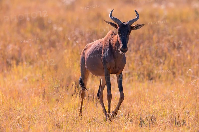Africa, Botswana, antelope, lyrebird, Botswana, Africa