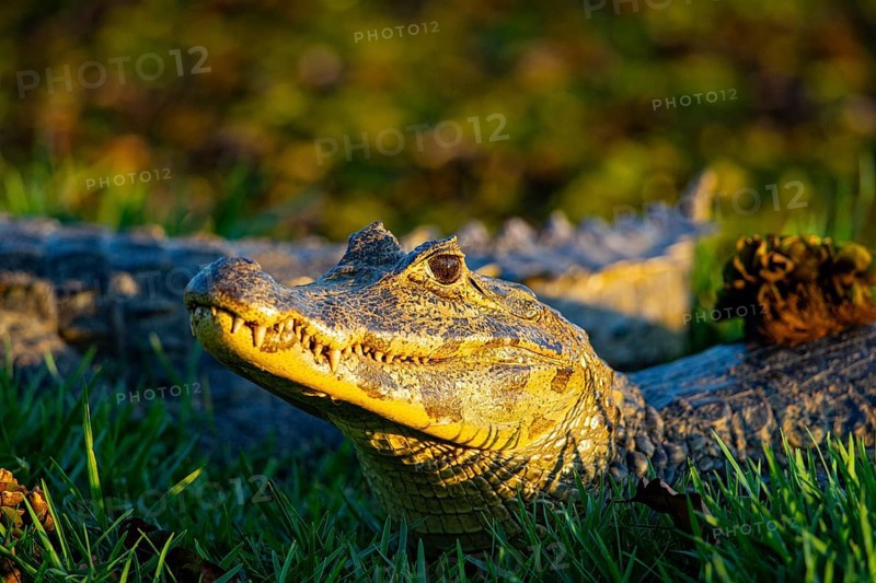 Spectacled caiman (Caiman crocodilius) Panatanal Brazil