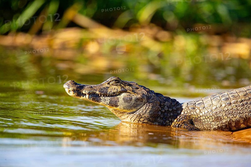 Spectacled caiman (Caiman crocodilius) Pantanal Brazil