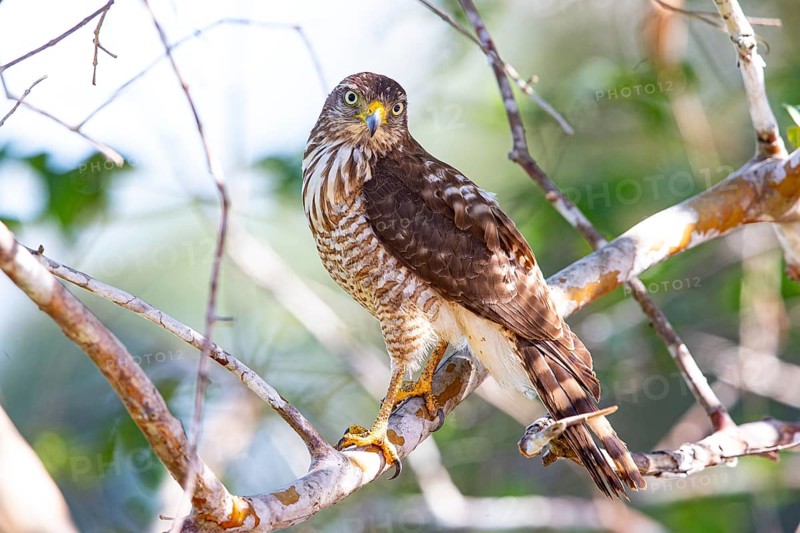 Roadside hawk (Buteo magnirostris) Pantanal Brazil