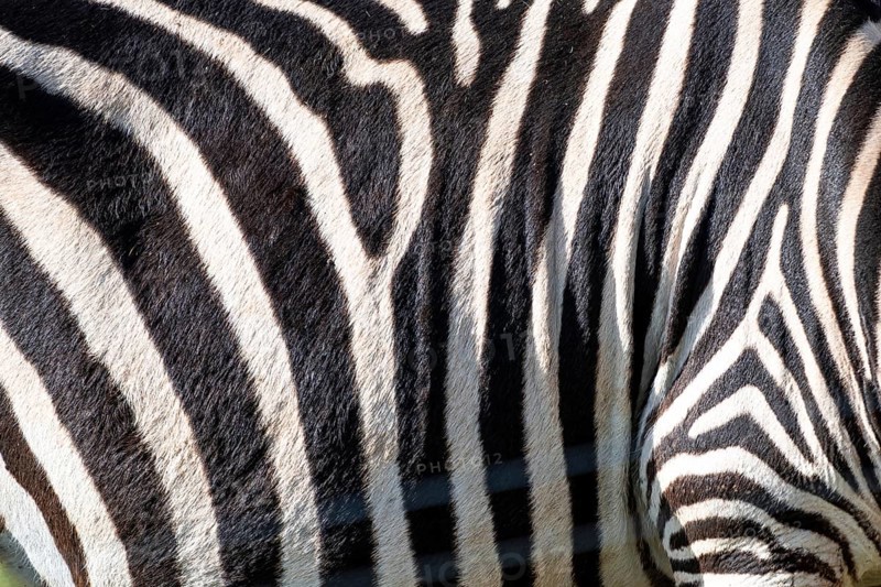 The zebra's stripes are black and white. The stripes are very close together, and the zebra's skin is very thick