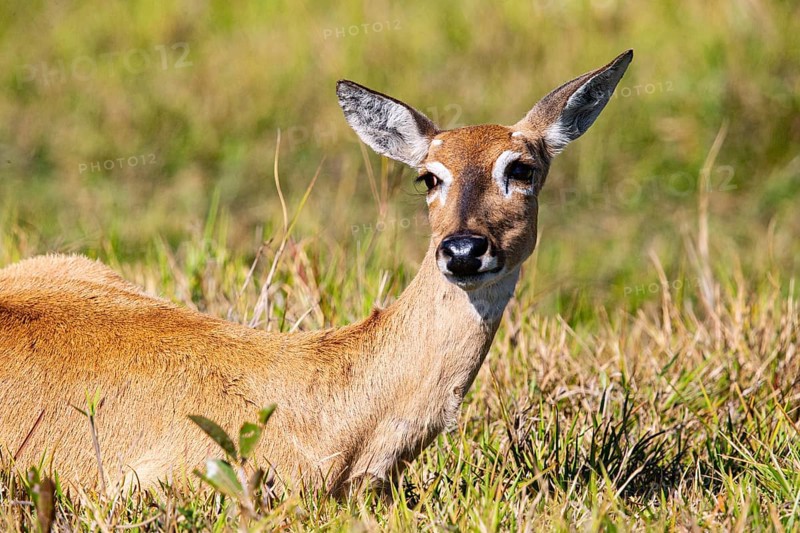Pampas deer (Ozotoceros bezoarticus) Pantanal Brazil