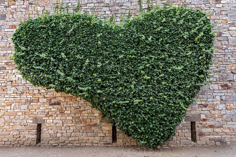Wall of natural stone heart-shaped overgrown with ivy (Hedera helix), heart, Roman fort Saalburg, reconstructed cohort fort, museum, archaeological park, Upper Germanic Raetian Limes, border of the Roman Empire, Bad Homburg vor der Höhe, Taunus, Hesse, Germany, Europe