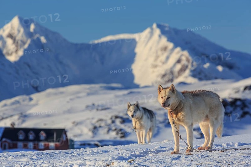 Greenland dogs, huskies in the snow in front of mountains, sunny, Kulusuk, East Greenland, Greenland, North America