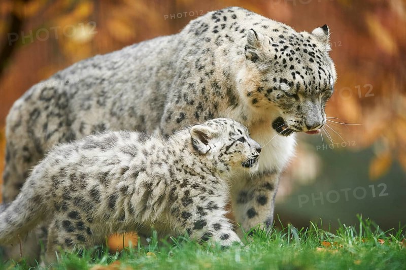 Snow leopard (Panthera uncia syn. Uncia uncia) mother with her youngster in autumn, captive