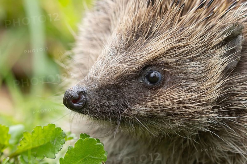 European hedgehog (Erinaceus europaeus) adult animal in a garden, England, United Kingdom, Europe