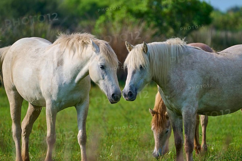 Two white Camargue horses in a green meadow in a quiet neighbourhood, Camargue, France, Europe